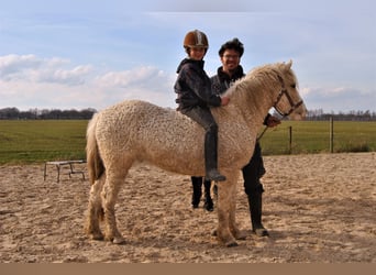 Curly horse Mix, Wałach, 4 lat, 132 cm, Izabelowata