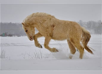 Curly horse Mix, Wałach, 4 lat, 132 cm, Izabelowata