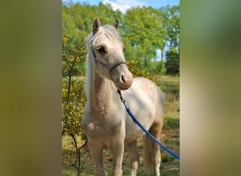 Curly horse Mix, Wałach, 4 lat, 132 cm, Izabelowata