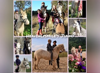 Curly horse Mix, Wałach, 4 lat, 132 cm, Izabelowata