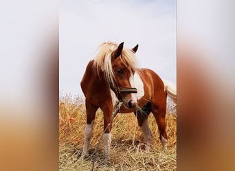 Curly horse, Wałach, 4 lat, 132 cm, Srokata
