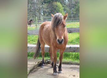 Curly horse Mix, Wałach, 5 lat, 118 cm, Gniada