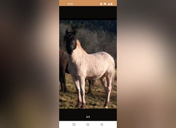 Curly horse, Wałach, 5 lat, 145 cm, Tobiano wszelkich maści