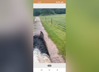 Curly horse, Wałach, 5 lat, 145 cm, Tobiano wszelkich maści