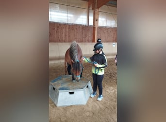 Curly horse Mix, Wałach, 6 lat, 118 cm, Gniada