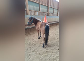 Curly horse Mix, Wałach, 6 lat, 118 cm, Gniada