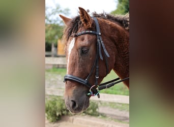 Curly horse, Wałach, 6 lat, 150 cm, Ciemnokasztanowata