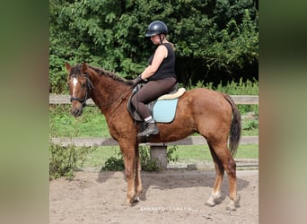 Curly horse, Wałach, 6 lat, 150 cm, Ciemnokasztanowata