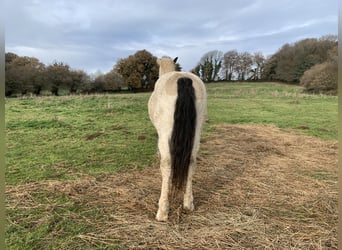 Curly horse, Wałach, 6 lat, 162 cm, Bułana