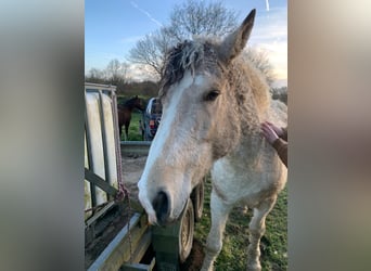 Curly horse, Wałach, 6 lat, 162 cm, Bułana