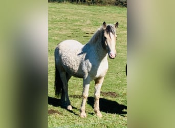 Curly horse, Wałach, 6 lat, 162 cm, Bułana