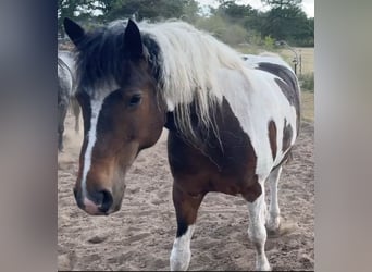 Curly Horse, Wallach, 11 Jahre, 163 cm, Schecke