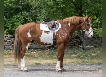Curly Horse, Wallach, 13 Jahre, 165 cm, Overo-alle-Farben