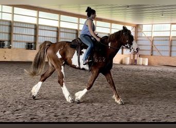 Curly Horse, Wallach, 13 Jahre, 165 cm, Overo-alle-Farben