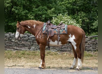 Curly Horse, Wallach, 14 Jahre, 165 cm, Overo-alle-Farben