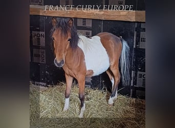 Curly Horse, Wallach, 1 Jahr, 105 cm, Rotbrauner