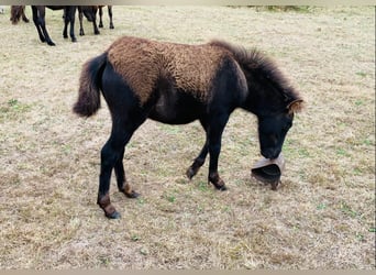 Curly Horse, Wallach, 1 Jahr, 110 cm, Rappe