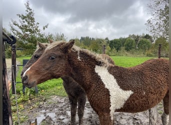 Curly Horse, Wallach, 1 Jahr, 140 cm, Tobiano-alle-Farben
