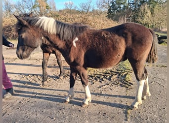 Curly Horse, Wallach, 1 Jahr, 150 cm, Tobiano-alle-Farben