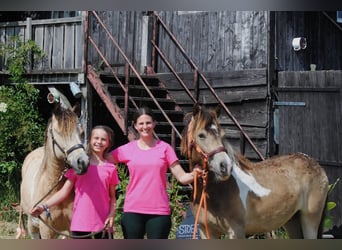 Curly Horse, Wallach, 2 Jahre, 142 cm, Falbe
