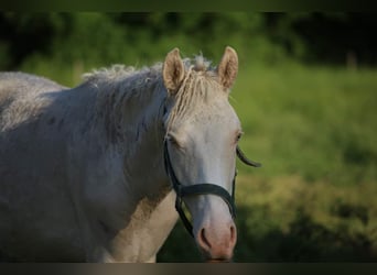Curly Horse, Wallach, 2 Jahre, 150 cm, Cremello
