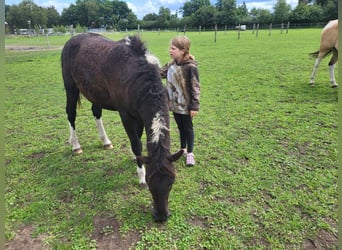 Curly Horse, Wallach, 2 Jahre, 152 cm, Tobiano-alle-Farben Curly Horse, Wallach, 2 Jahre, 152 cm, Tobiano-alle-Farben