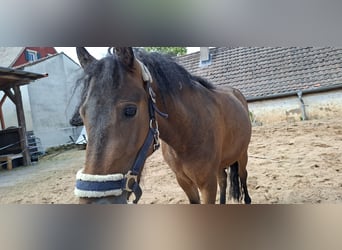 Curly Horse, Wallach, 3 Jahre, 120 cm, Dunkelbrauner