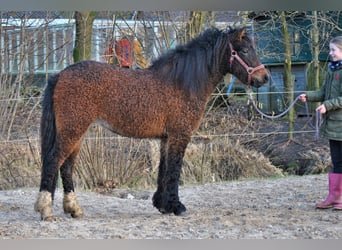 Curly Horse Mix, Wallach, 3 Jahre, 140 cm, Brauner