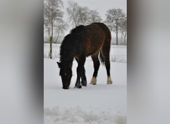 Curly Horse Mix, Wallach, 3 Jahre, 140 cm, Brauner