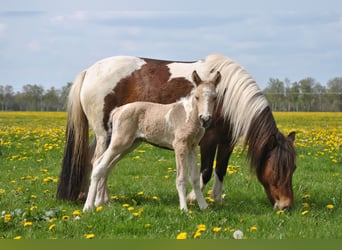 Curly Horse, Wallach, 3 Jahre, 142 cm, Falbe