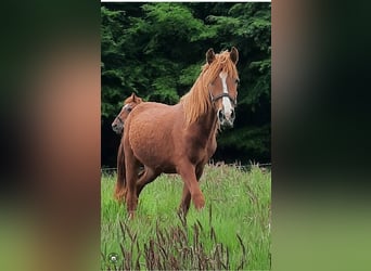 Curly Horse, Wallach, 3 Jahre, 142 cm, Rotfuchs