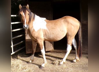 Curly Horse, Wallach, 3 Jahre, 145 cm, Schecke