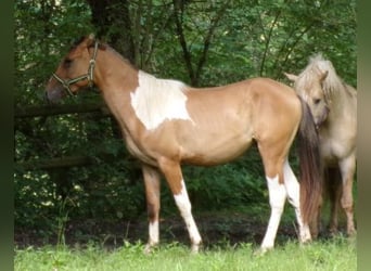 Curly Horse, Wallach, 3 Jahre, 145 cm, Schecke
