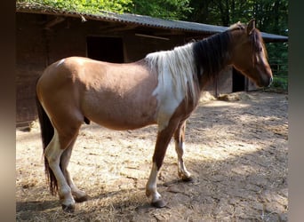Curly Horse, Wallach, 3 Jahre, 145 cm, Schecke