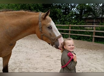 Curly Horse, Wallach, 3 Jahre, 152 cm, Buckskin