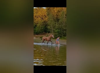 Curly Horse, Wallach, 3 Jahre, 152 cm, Falbe
