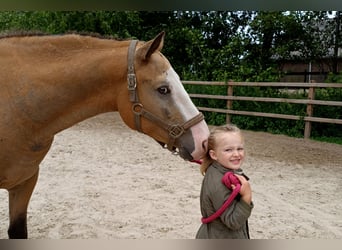 Curly Horse, Wallach, 3 Jahre, 152 cm, Falbe