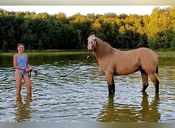 Curly Horse, Wallach, 3 Jahre, 152 cm, Falbe