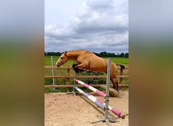 Curly Horse, Wallach, 3 Jahre, 152 cm, Falbe