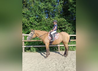 Curly Horse, Wallach, 3 Jahre, 152 cm, Falbe