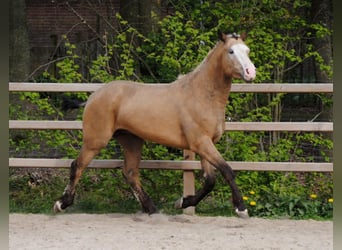Curly Horse, Wallach, 3 Jahre, 152 cm