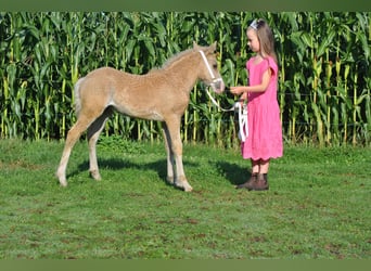 Curly Horse Mix, Wallach, 4 Jahre, 132 cm, Palomino