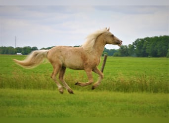 Curly Horse Mix, Wallach, 4 Jahre, 132 cm, Palomino