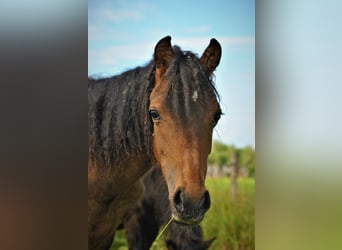 Curly Horse, Wallach, 4 Jahre, 138 cm, Brauner