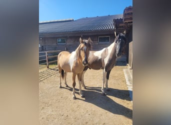 Curly Horse, Wallach, 4 Jahre, 145 cm, Schecke