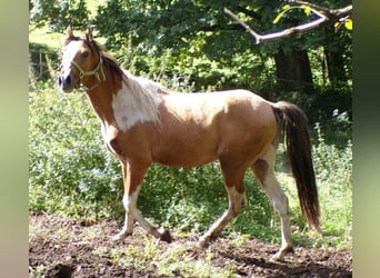 Curly Horse, Wallach, 4 Jahre, 146 cm, Schecke