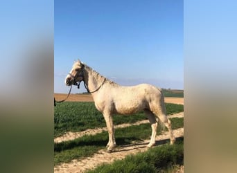Curly Horse, Wallach, 4 Jahre, 152 cm, Palomino