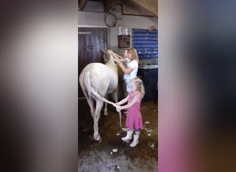 Curly Horse, Wallach, 5 Jahre, 131 cm, Palomino