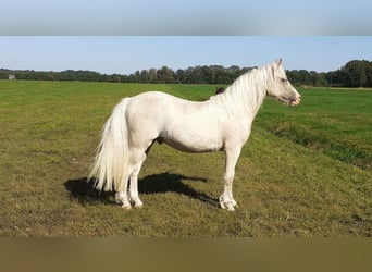 Curly Horse, Wallach, 5 Jahre, 131 cm, Palomino