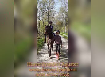 Curly Horse Mix, Wallach, 5 Jahre, 138 cm, Brauner